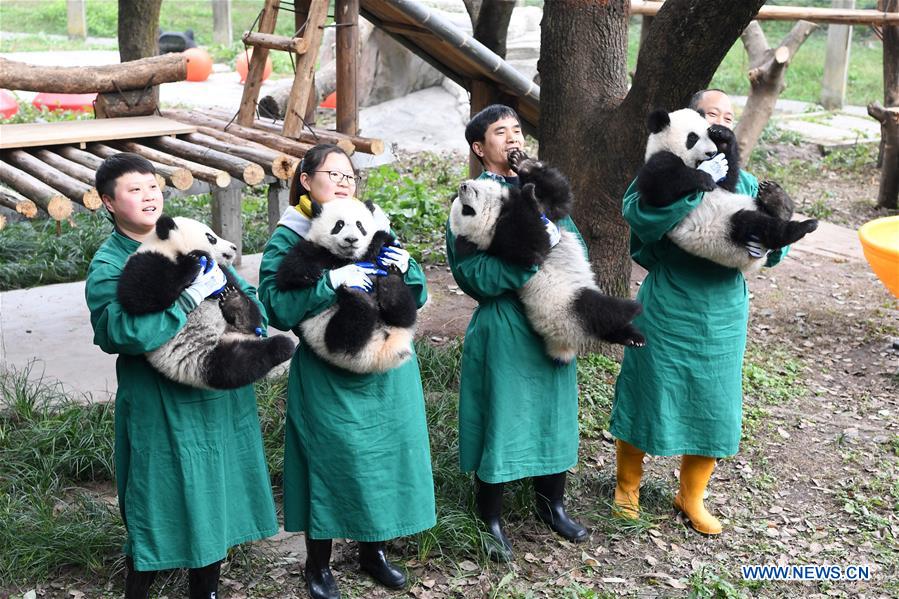 CHINA-CHONGQING-GIANT PANDAS-NEW YEAR GREETING (CN)