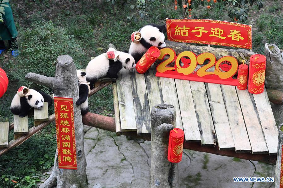 CHINA-CHONGQING-GIANT PANDAS-NEW YEAR GREETING (CN)