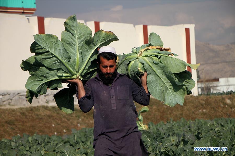 AFGHANISTAN-ECONOMY-GROWTH