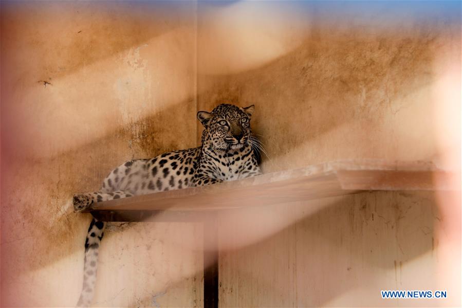 YEMEN-SANAA-ZOO-STARVING ANIMALS