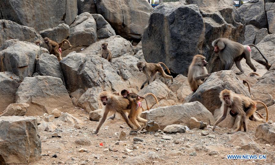 YEMEN-SANAA-ZOO-STARVING ANIMALS