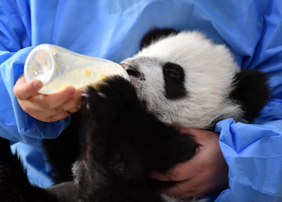 Captive panda cubs are drinking the wrong milk – here's why