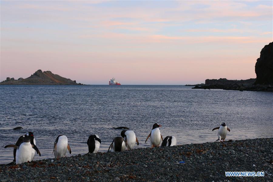 (EyesonSci)CHINA-XUELONG 2-ANTARCTIC EXPEDITION-THE GREAT WALL STATION-WILDLIFE