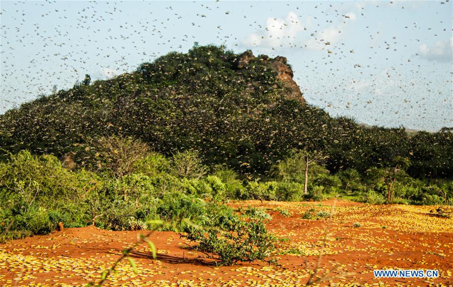 KENYA-LOCUST INFESTATION