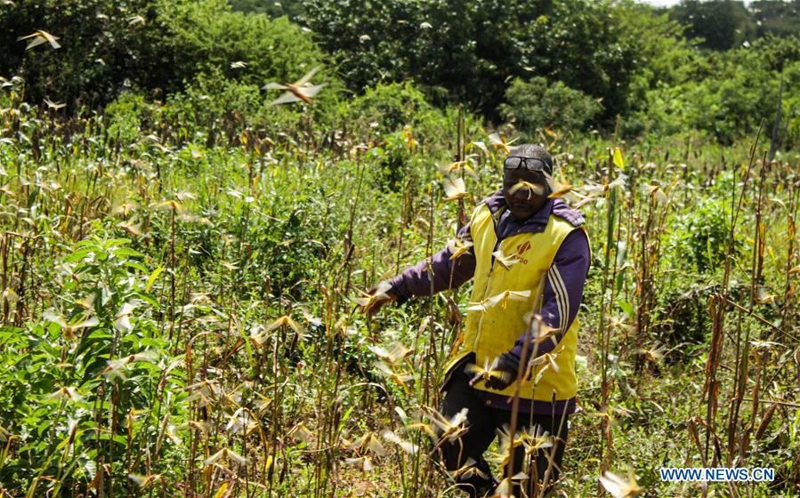 KENYA-LOCUST INFESTATION