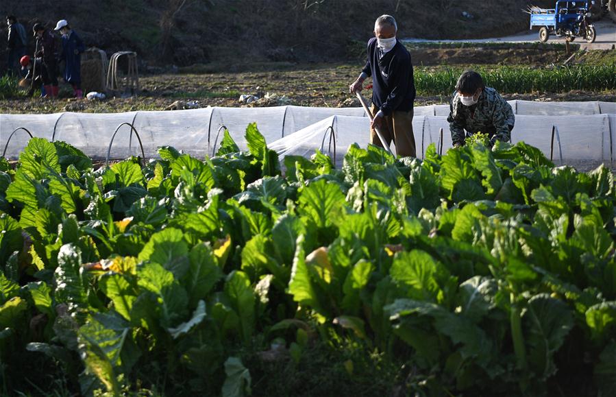 CHINA-JIANGXI-NANCHANG-SPRING PLOUGHING (CN)