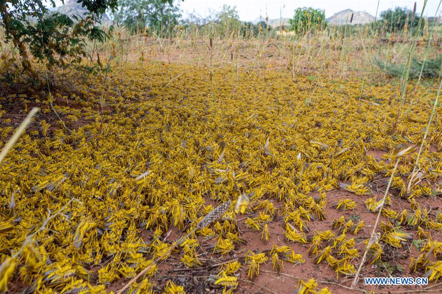 KENYA-KITUI COUNTY-MWINGI-LOCUSTS