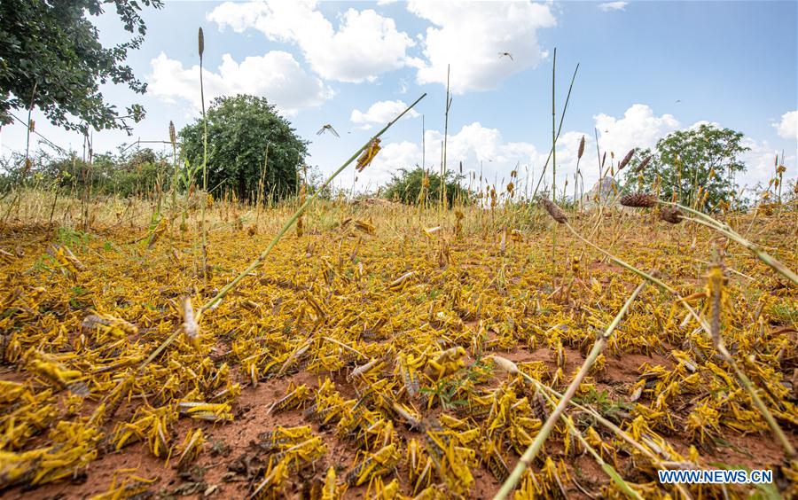 KENYA-KITUI COUNTY-MWINGI-LOCUSTS