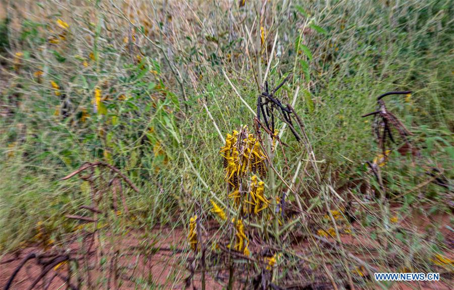 KENYA-KITUI COUNTY-MWINGI-LOCUSTS