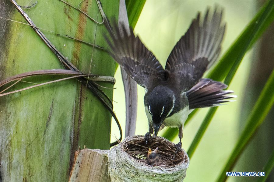 SINGAPORE-ANIMAL