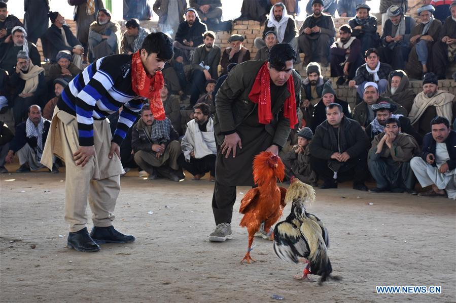 people watch cock fighting in mazar-i-sharif, afghanistan