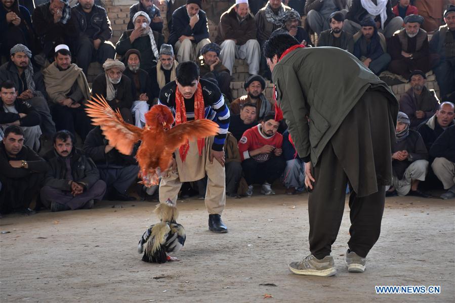 AFGHANISTAN-BALKH-LIFE-COCK FIGHTING