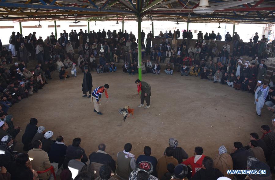 AFGHANISTAN-BALKH-LIFE-COCK FIGHTING