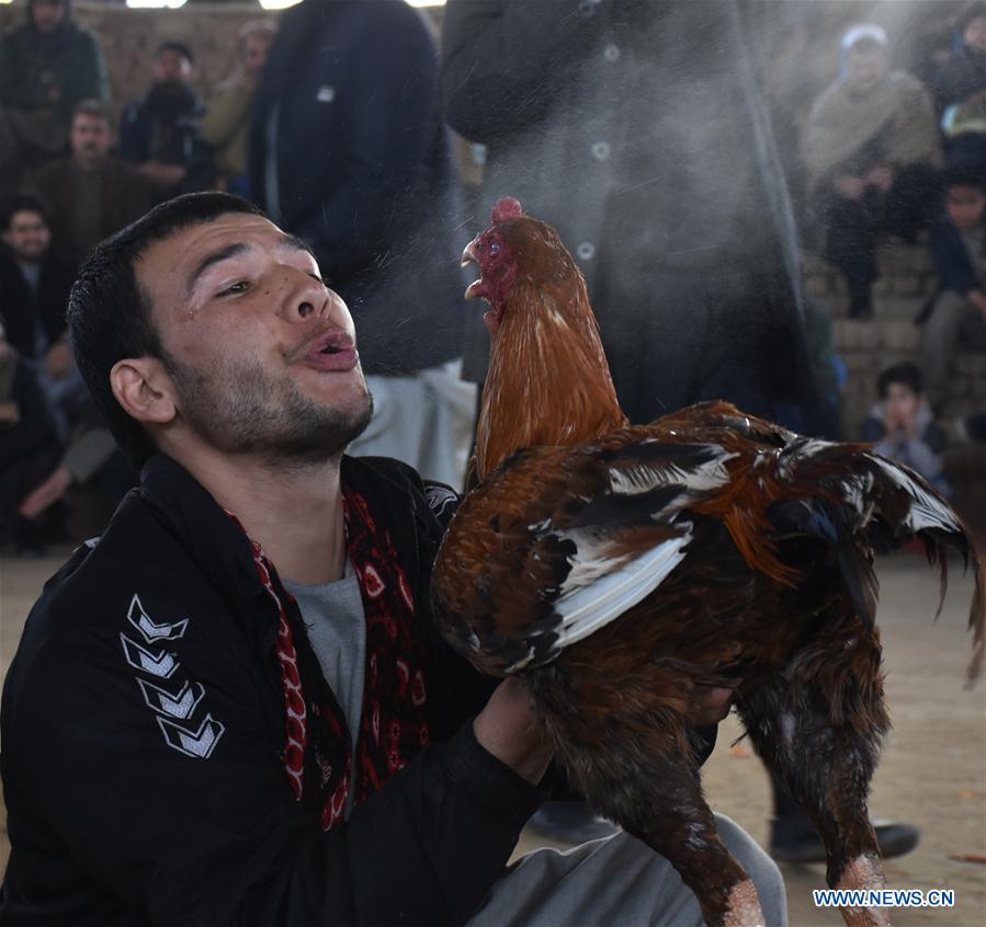 AFGHANISTAN-BALKH-LIFE-COCK FIGHTING