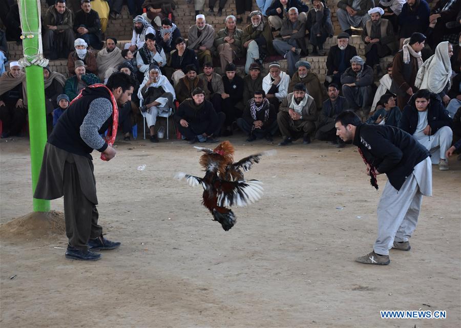 AFGHANISTAN-BALKH-LIFE-COCK FIGHTING