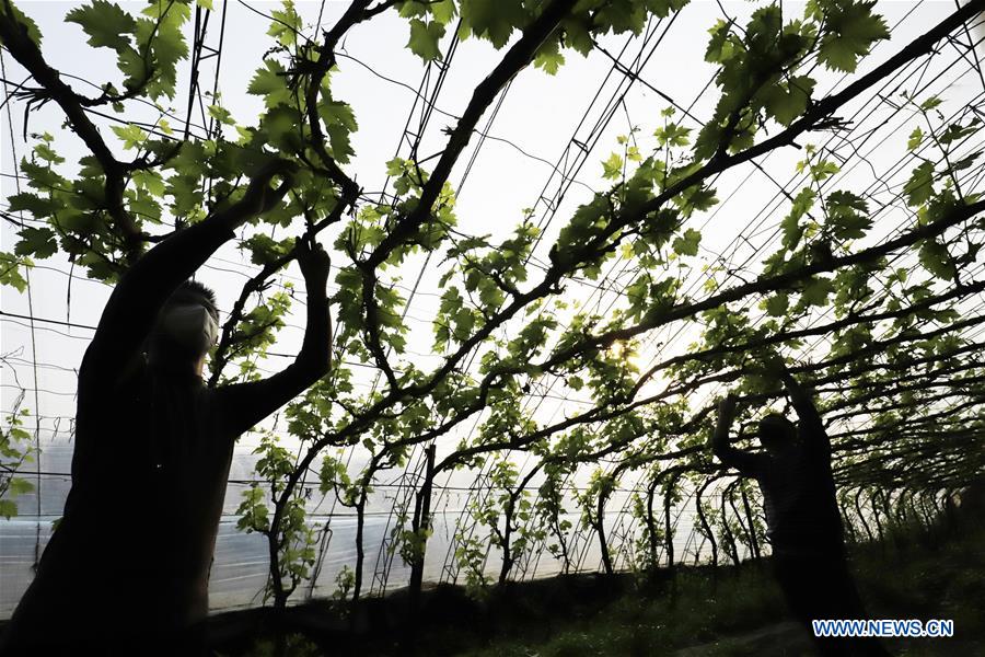 #CHINA-SPRING-FARMING (CN)