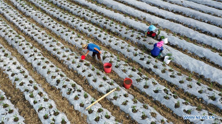 #CHINA-SPRING-FARMING (CN)