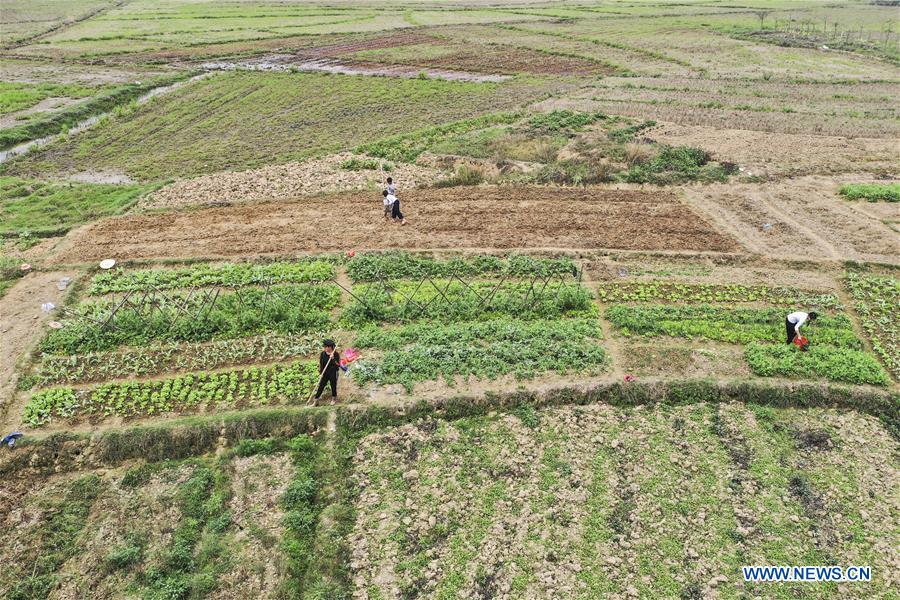 CHINA-GUANGXI-GUIPING-SPRING-FARMING (CN)