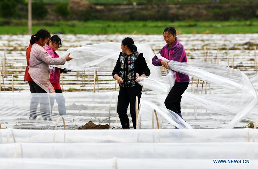 CHINA-GUIZHOU-SPRING-AGRICULTURE (CN)