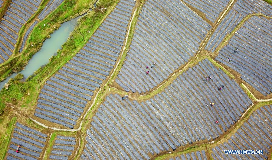 CHINA-GUIZHOU-SPRING-AGRICULTURE (CN)