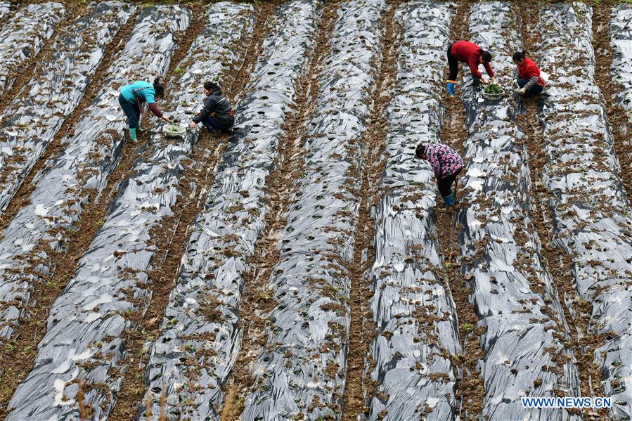 CHINA-GUIZHOU-SPRING-AGRICULTURE (CN)