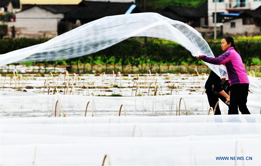 CHINA-GUIZHOU-SPRING-AGRICULTURE (CN)