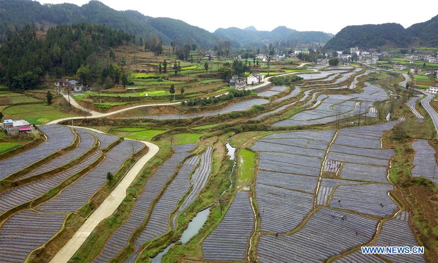 CHINA-GUIZHOU-SPRING-AGRICULTURE (CN)