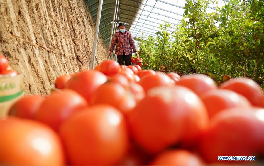 CHINA-HEBEI-SPRING-FARM WORK (CN)