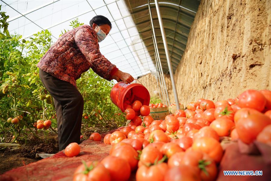 CHINA-HEBEI-SPRING-FARM WORK (CN)