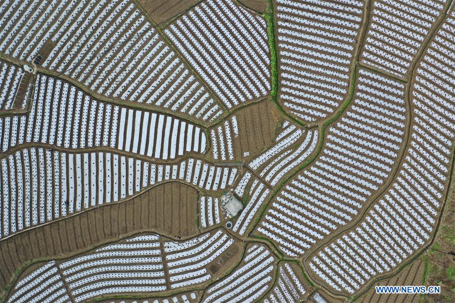 CHINA-GUIZHOU-SPRING-AGRICULTURE (CN)