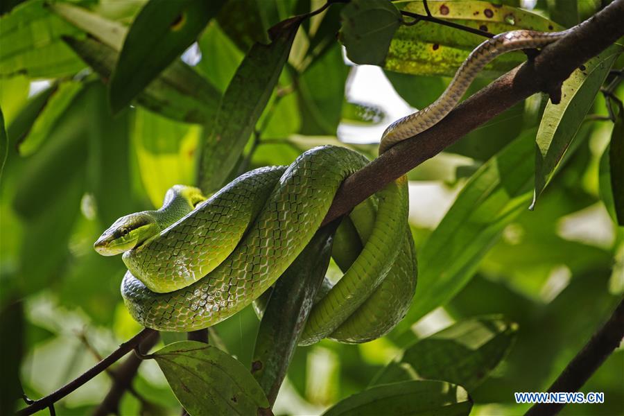 SINGAPORE-WILD ANIMALS