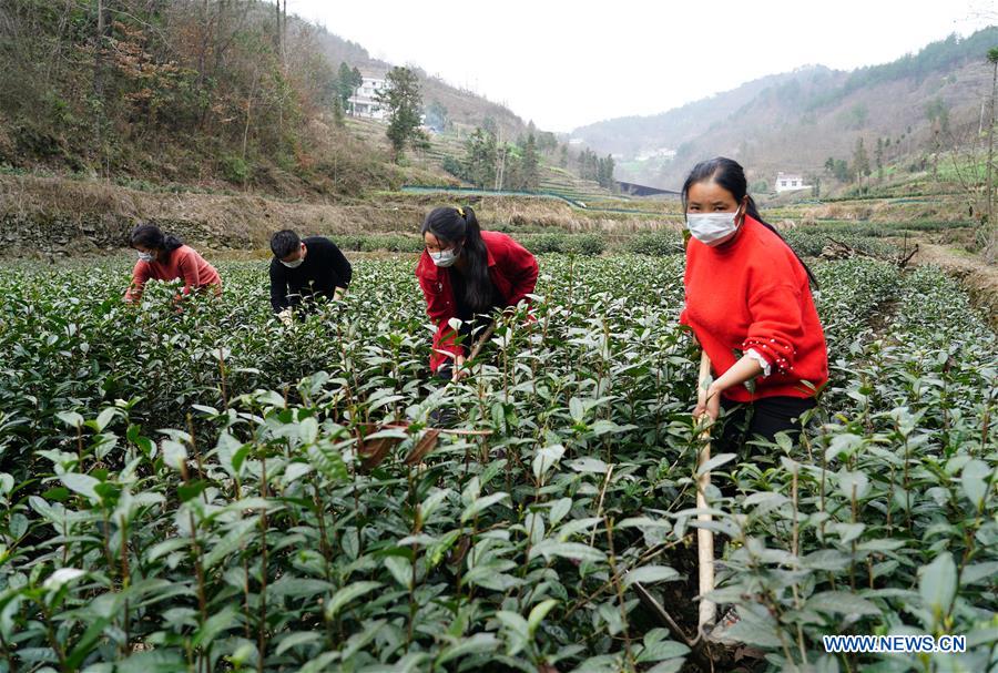 CHINA-SHAANXI-ANKANG-TEA GARDEN (CN)