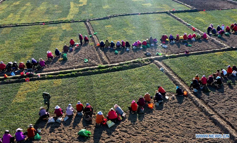 CHINA-SHAANXI-MIANXIAN-TCM HERBS-PLANTING (CN)