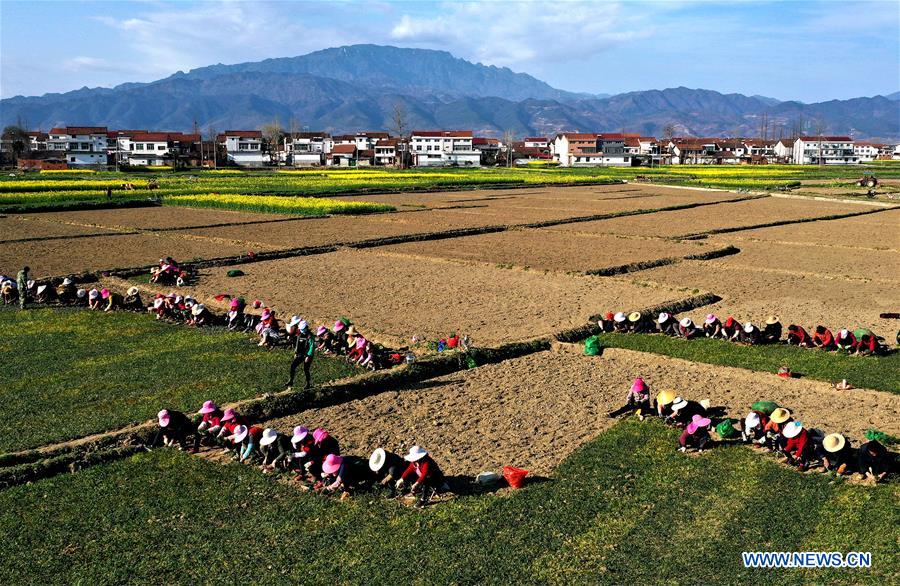 CHINA-SHAANXI-MIANXIAN-TCM HERBS-PLANTING (CN)