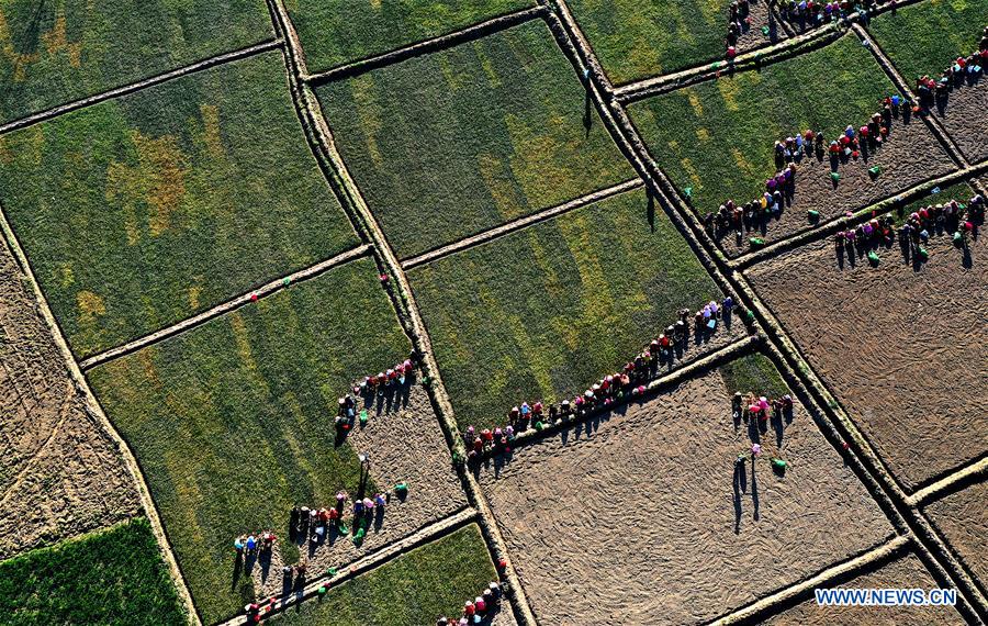 CHINA-SHAANXI-MIANXIAN-TCM HERBS-PLANTING (CN)