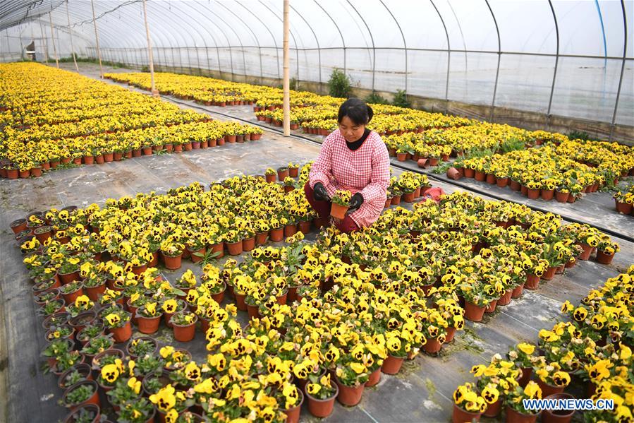 CHINA-ANHUI-AGRICULTURE-FLOWER CULTIVATION (CN)