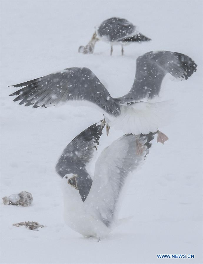 CHINA-JILIN-MIGRATORY BIRDS-JINGXIN WETLAND (CN)