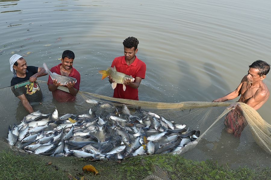 Greenhouse farm enjoys bumper harvest in Bangladesh - Xinhua