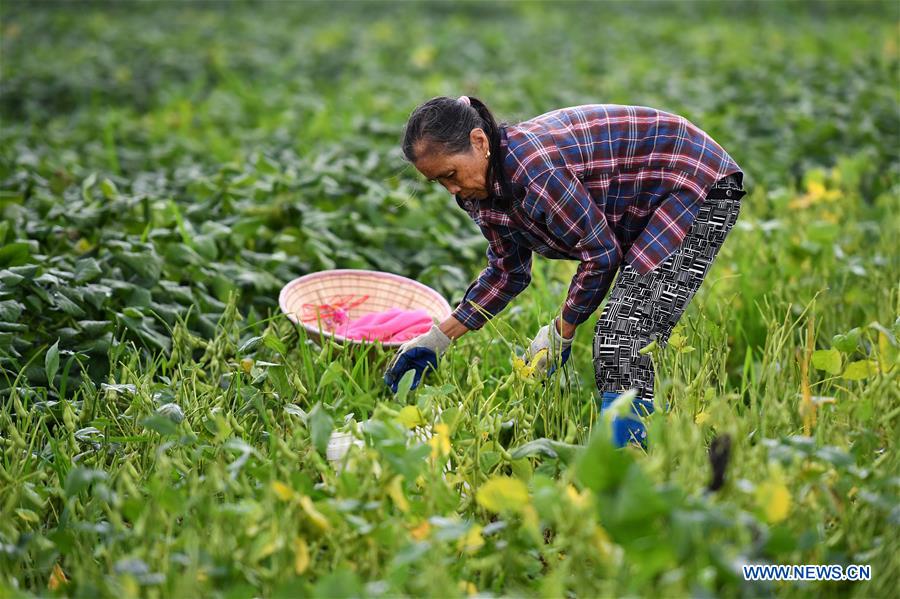 CHINA-HAINAN-DONGFANG-SPRING-FARMING-POVERTY ALLEVIATION (CN)