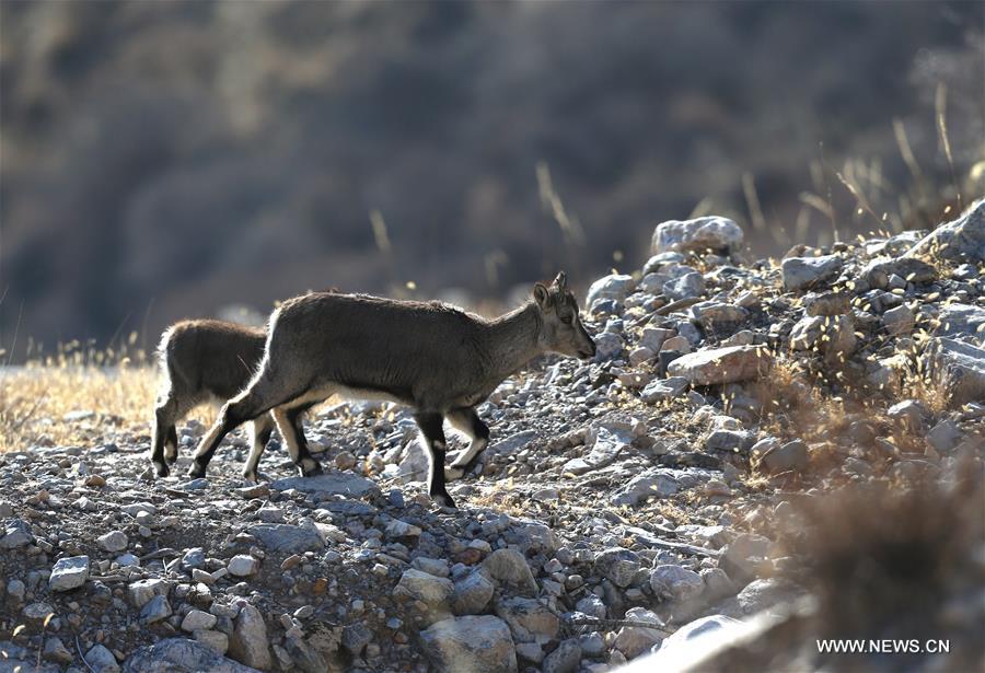 CHINA-NINGXIA-HELAN MOUNTAIN-BLUE SHEEP (CN)