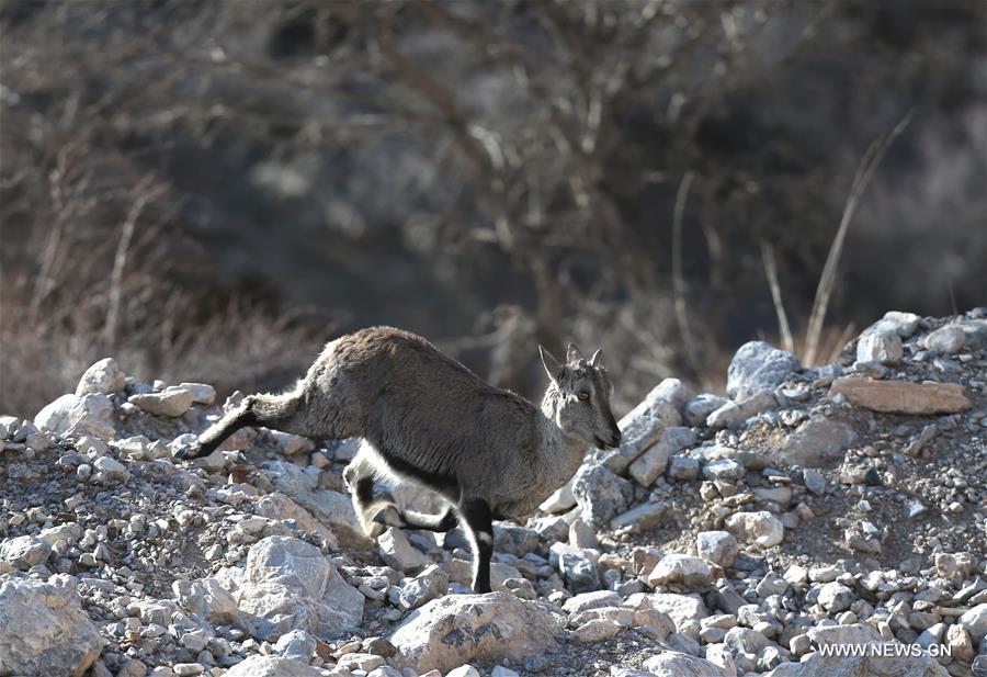 CHINA-NINGXIA-HELAN MOUNTAIN-BLUE SHEEP (CN)