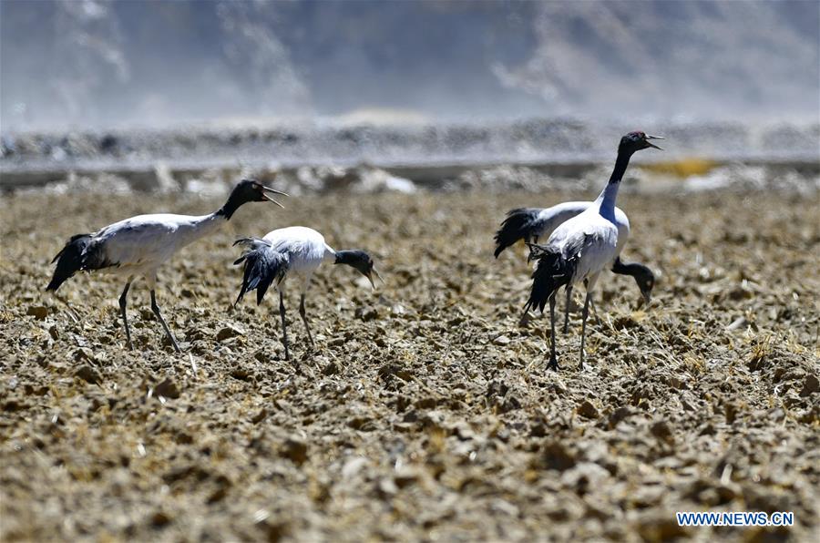 CHINA-TIBET-XIGAZE-BIRDS (CN)