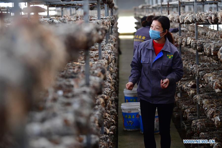 CHINA-GANSU-AGRICULTURE PRODUCTION (CN)