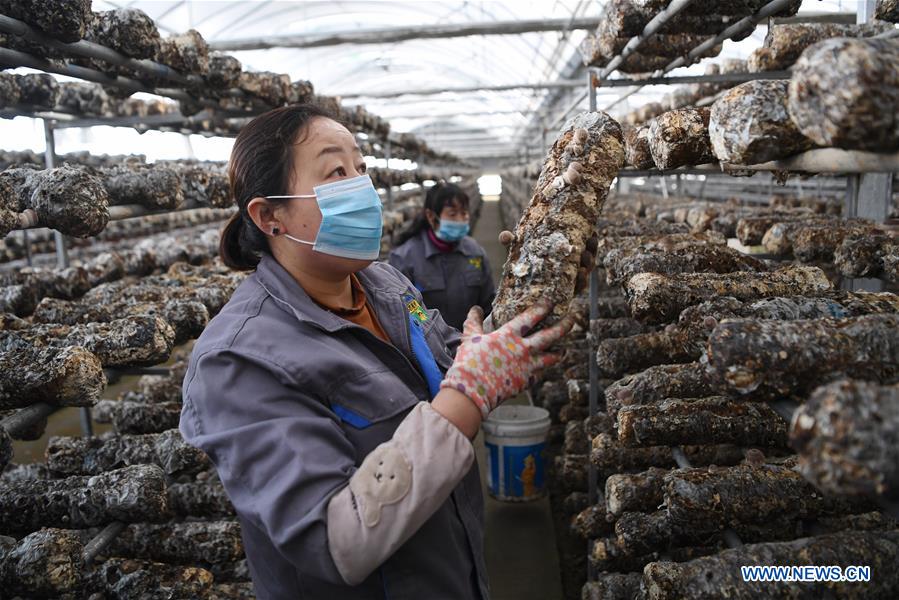 CHINA-GANSU-AGRICULTURE PRODUCTION (CN)