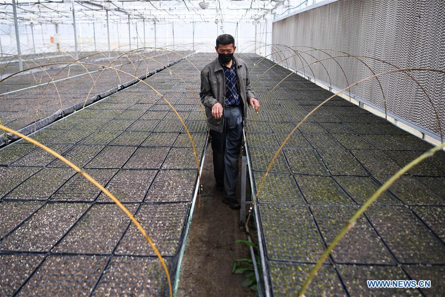 CHINA-GANSU-AGRICULTURE PRODUCTION (CN)