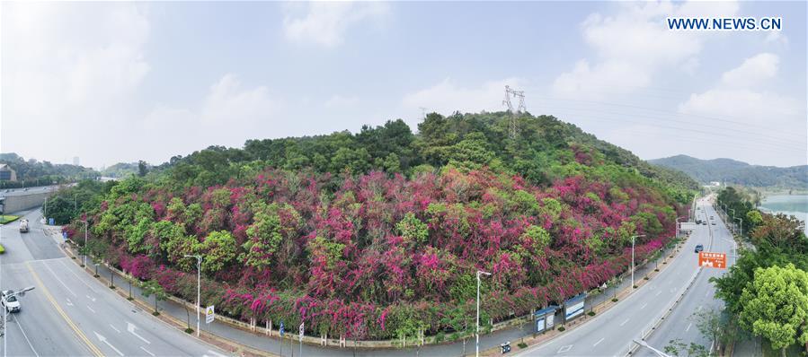 CHINA-NANNING-SPRING SCENERY (CN)