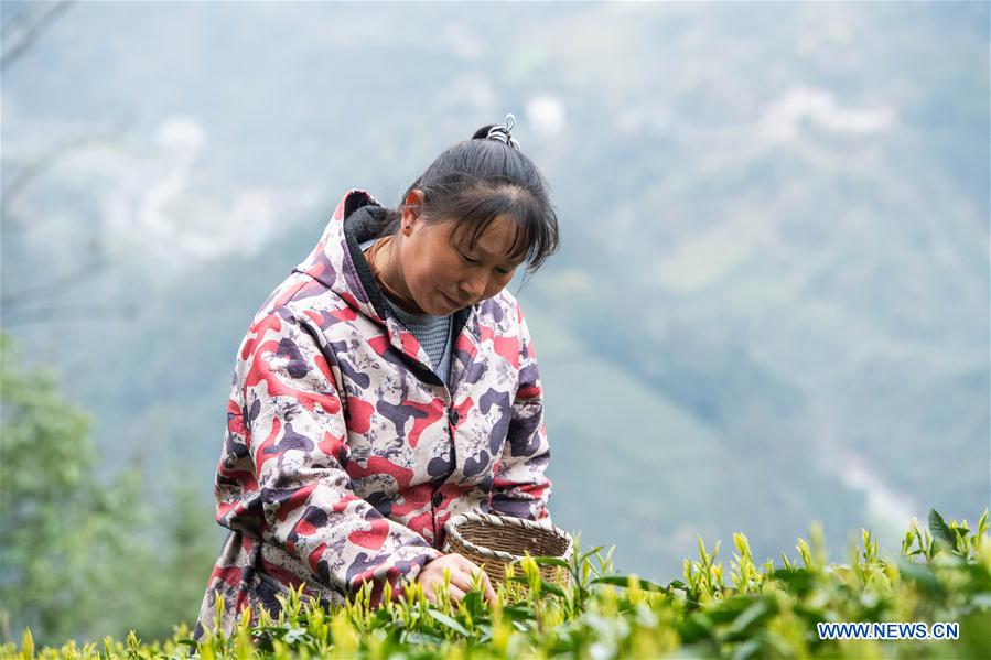 CHINA-HUNAN-SPRING TEA (CN)