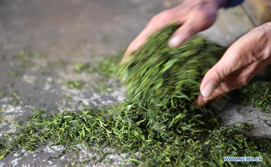 #CHINA-HUBEI-ENSHI-TEA INDUSTRY-PRODUCTION (CN)