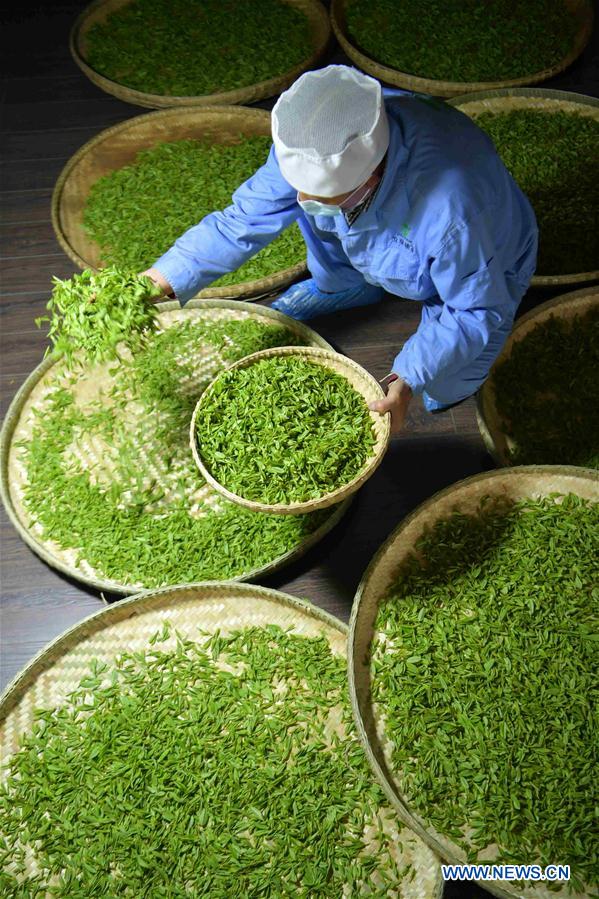 #CHINA-HUBEI-ENSHI-TEA INDUSTRY-PRODUCTION (CN)