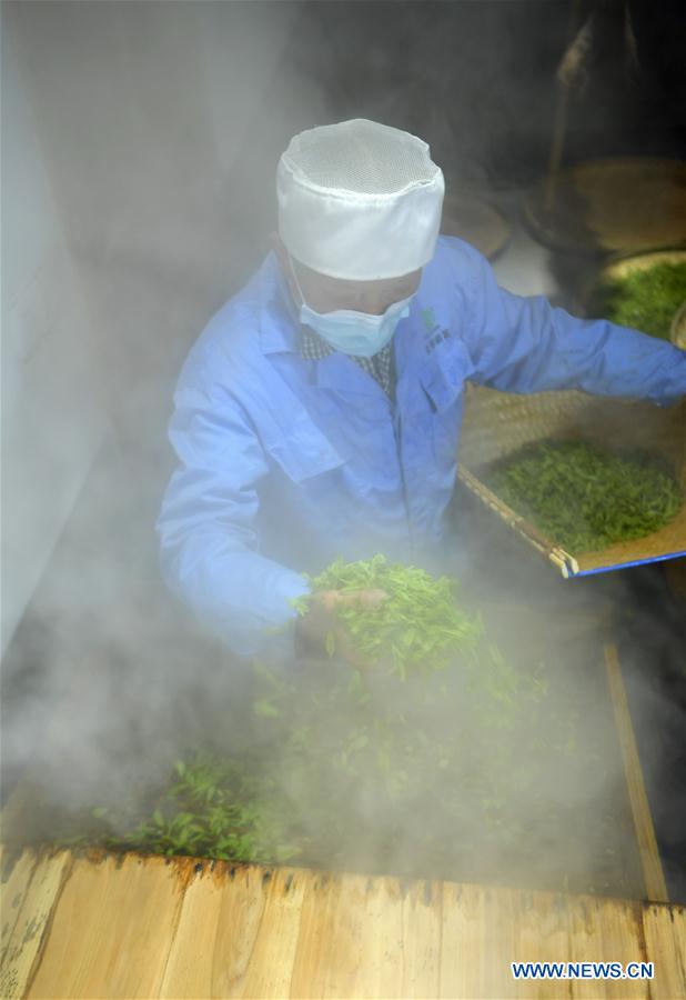 #CHINA-HUBEI-ENSHI-TEA INDUSTRY-PRODUCTION (CN)